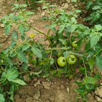 蹲在菜园里数青番茄，数着数着就笑了🍅