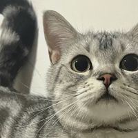 实测测评：可结团的皮小兽沸石猫砂，解决传统沸石猫砂痛点