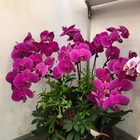 花茎繁殖总失败？关键在晾干切口与湿度控制