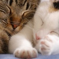 纠结猫粮那个好？618最适合新手囤货的十款热门猫粮实测！