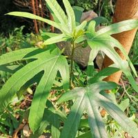 五指毛桃和牛大力怎么选？一张表说清祛湿vs强筋，别再补错了