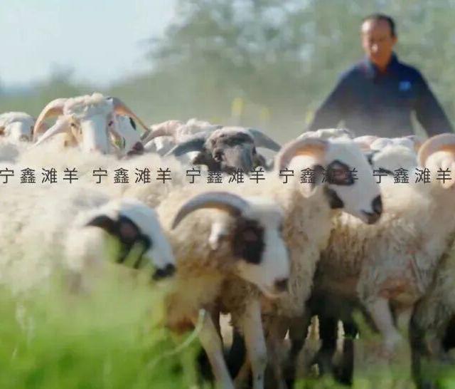 盐池滩羊vs内蒙古羔羊：谁才是高端餐桌的真香之选？