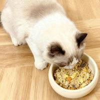 2026猫粮新规落地：天然诱食剂≠有害，关键看这几点