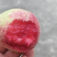 谁家种了这种桃子？我馋哭了🍑