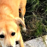 狗狗几岁开始变老？老年犬粮换粮时机与喂养指南
