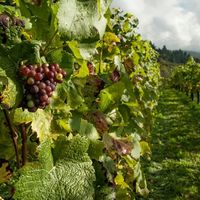 新手必看：6大常见酿酒葡萄品种风味指南