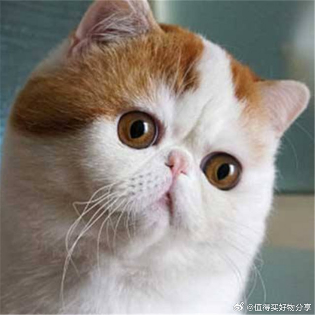 新手第一次养猫买什么猫粮？7个指标对比10款热门猫粮第一次养猫买猫粮，别一上来就问“哪款最好”。更现实的问题是：你家猫多大？肠胃稳不稳？是不是刚接回家？有没有换粮压力？预算能不能长期撑住？猫粮是每天都