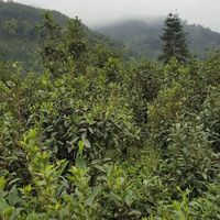 新手第一盒六堡茶,选中茶还是三鹤?关键看你是想马上喝明白,还是愿意等它慢慢变香