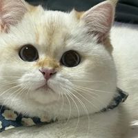 2026年『618』希喂猫粮推荐值得买吗？如何选？