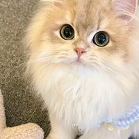 希喂猫粮哪款好性价比高?希喂最热猫粮无谷鸡/三拼冻干对比推荐