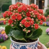 金狐狸vs粉巴黎：长寿花顶流怎么选？一文看懂花色、养护与搭配秘诀