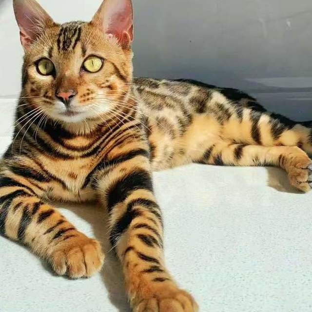 铲屎官进阶指南：从养猫小白到“屁屁侦探”，这款皮小兽猫砂必入