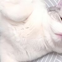 2026年6月精选猫粮清单，针对黑下巴、老年猫定制，618买粮不盲目