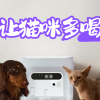 如何让猫咪多喝水？新手智能猫咪饮水机选购指南