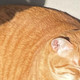 养猫三年，学会自愈与松弛