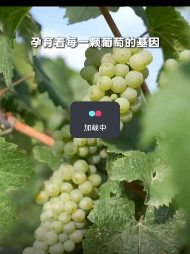 贺兰山美贺庄园维欧尼干白