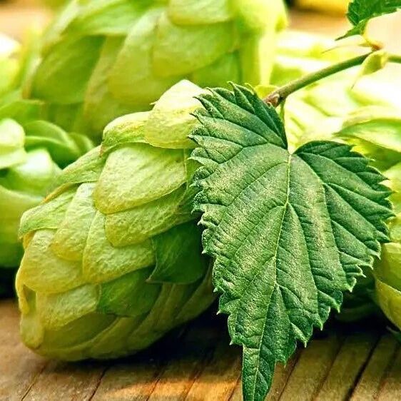 千岛湖精酿值不值得喝？别被水源忽悠，看麦芽浓度才靠谱