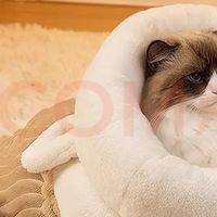我家的猫真的很会生活，五件它真正爱用的东西