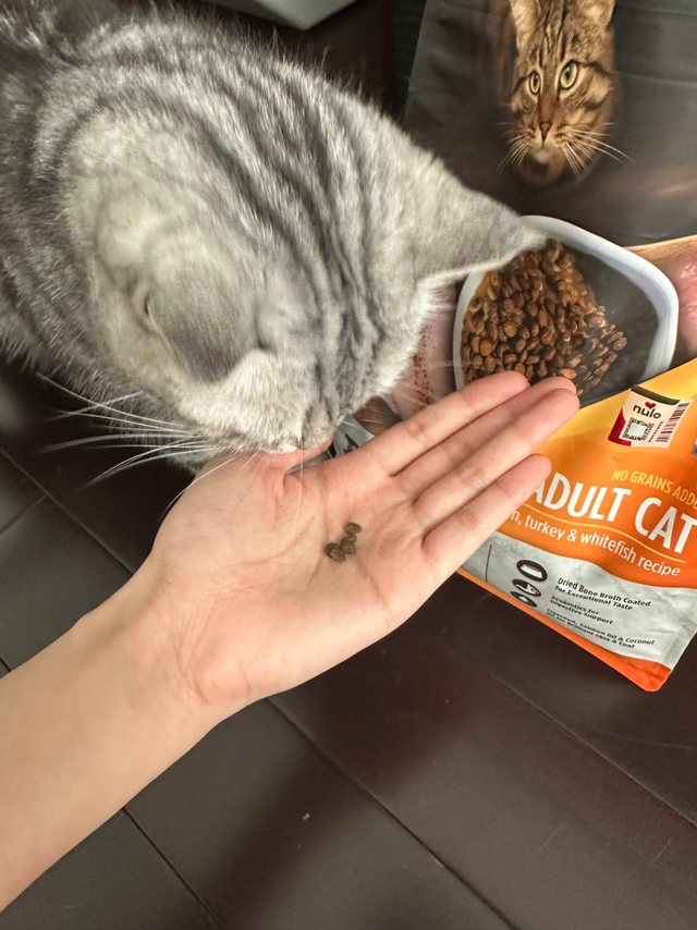 骗水神器！Nulo烘焙猫粮直接把我家猫拿捏了