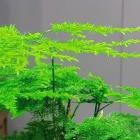 急报!家里有这些花的,立刻去喷水!晚1天枯1盆