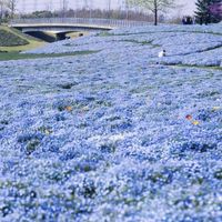 上海春日赏花徒步Top5路线全解析:哪条最适合你?