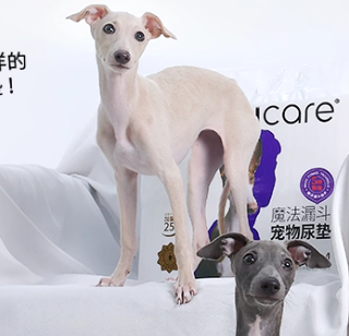 实测honeycare“魔法漏斗”尿垫,真不反渗治好了我家狗的湿脚症