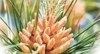2026 破壁松花粉品牌精选｜抗氧化延缓衰老，美容养颜内调佳品