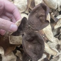 真假新会陈皮怎么辨？四招教你避开高价假货