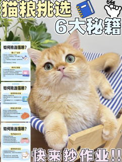 养金渐层2年血泪总结｜猫粮选购避坑指南，新手直接抄作业