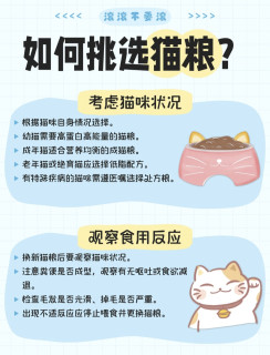 养金渐层2年血泪总结｜猫粮选购避坑指南，新手直接抄作业
