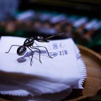米其林餐厅用蚂蚁做甜品被查：重金属超标55倍，中韩均未批准食用