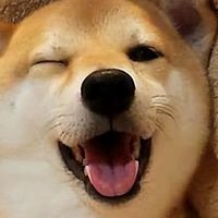 猫狗总软便拉稀？2026年6月优质益生菌推荐，调理肠胃直接抄作业