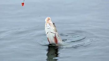 “一包搞定”饵料真能通杀？四款爆款实测拆解，野钓老手都在避的坑