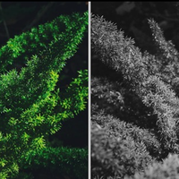 手机HDR常开照片发灰？不是bug，是算法在保细节和观感间做的妥协