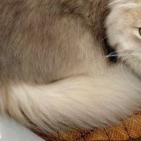 27元蒲草窝：我家猫把它当“避暑别墅”赖着不走～