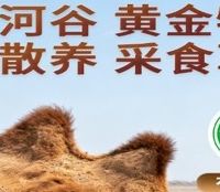 褪黑素替代方案来了!2026年喝驼奶粉有睡眠帮助吗?