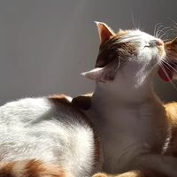 猫娃子的午后观鸟日常，比我上班还准时！