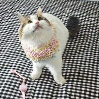 养宠避坑❌别买噱头翻译项圈！真实交互才有用🐱🐶