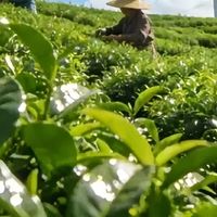 英缘堂英红九号怎么样?2026 高性价比红茶推荐60 年匠心品质实测