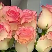 优美文案，句句精辟！