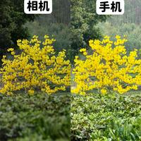 手机拍花真能比肩相机？三种模式+两大神器实测揭秘