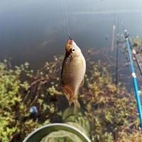 天元浮钓鲢鳙实测：雾化、味型、开饵三大关键怎么调才不空军？
