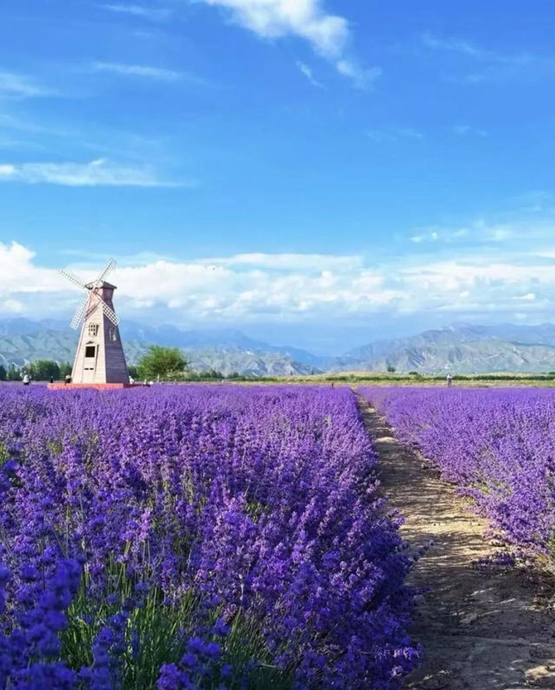 伊犁6月紫色浪漫来袭,薰衣草花海超详细避坑打卡指南