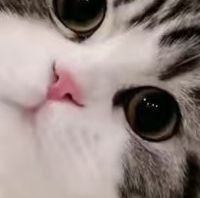  低敏营养猫条，铲屎官的互动喂养好物