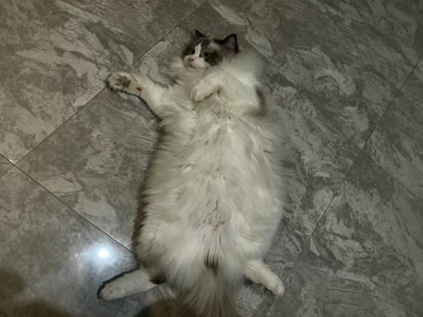 金枪鱼大块肉猫罐头，适口性佳