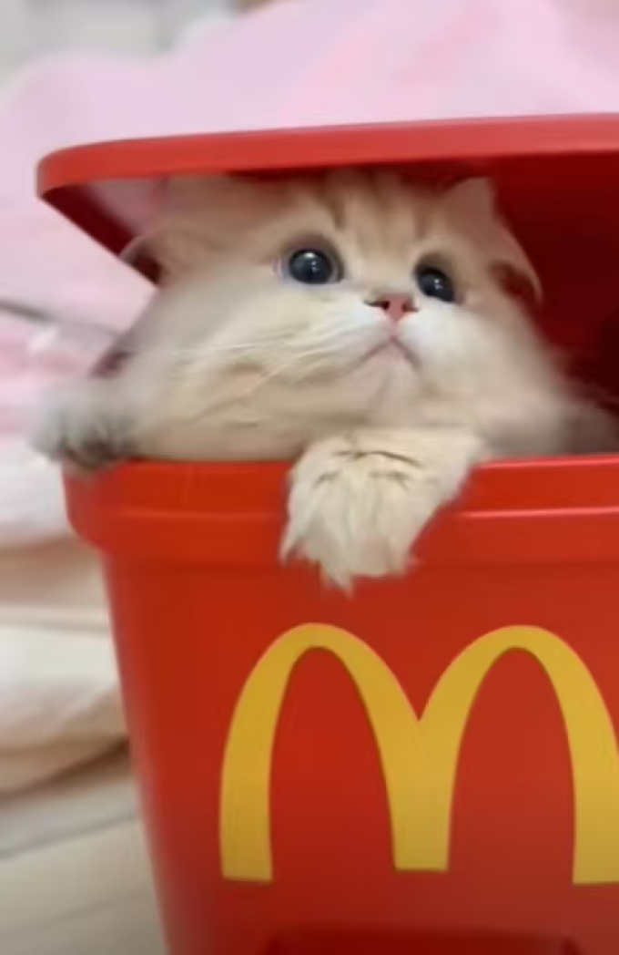 网易严选猫咪零食罐/妙鲜包