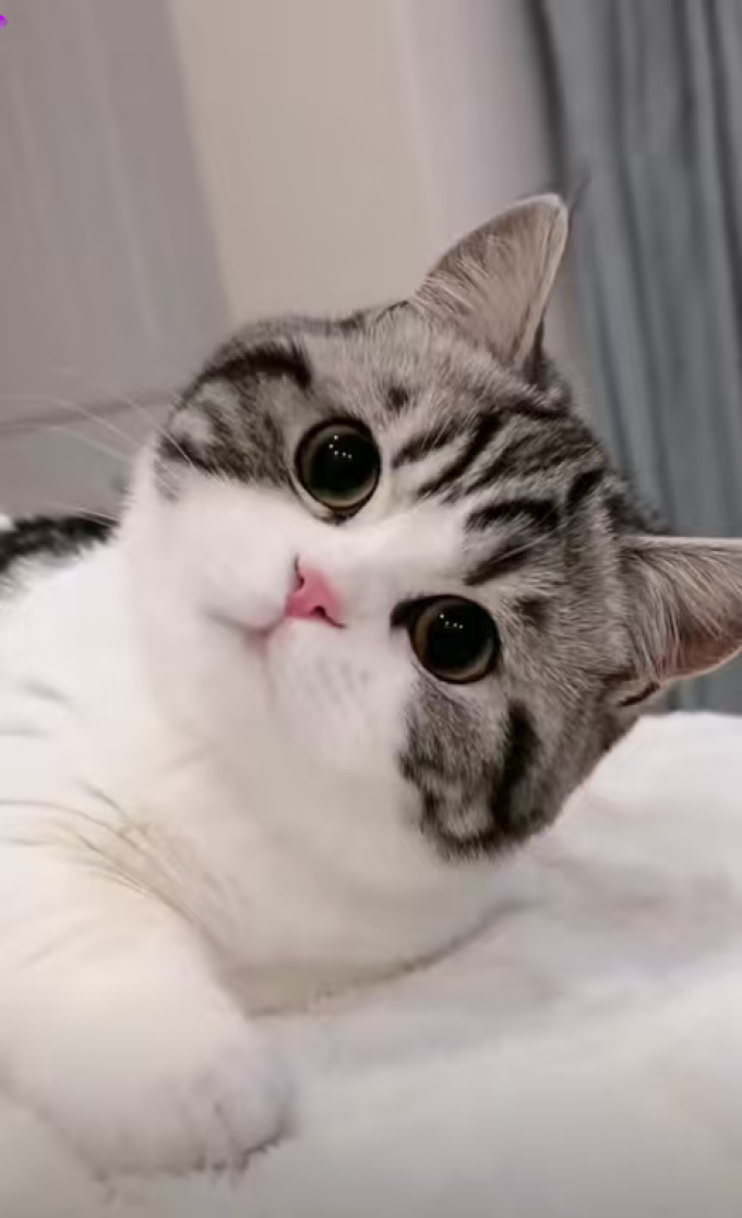 网易严选猫咪零食罐/妙鲜包