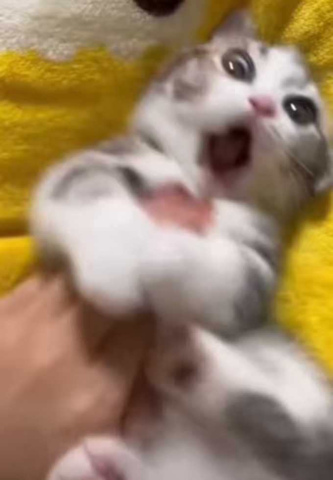 网易严选猫咪零食罐/妙鲜包