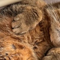 铲屎官安心之选！这款猫咪外驱药实用又靠谱