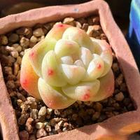 麦秆多肉价格从1元到千元？新手避坑指南+真伪鉴别全解析
